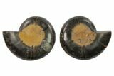 Cut/Polished Ammonite (Phylloceras?) Pair - Unusual Black Color #132563-1